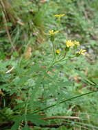 صورة Nemosenecio formosanus (Kitam.) B. Nord.