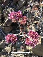 Image of Palmer's spineflower