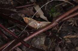 Image of Nothomiza flavicosta Prout 1914