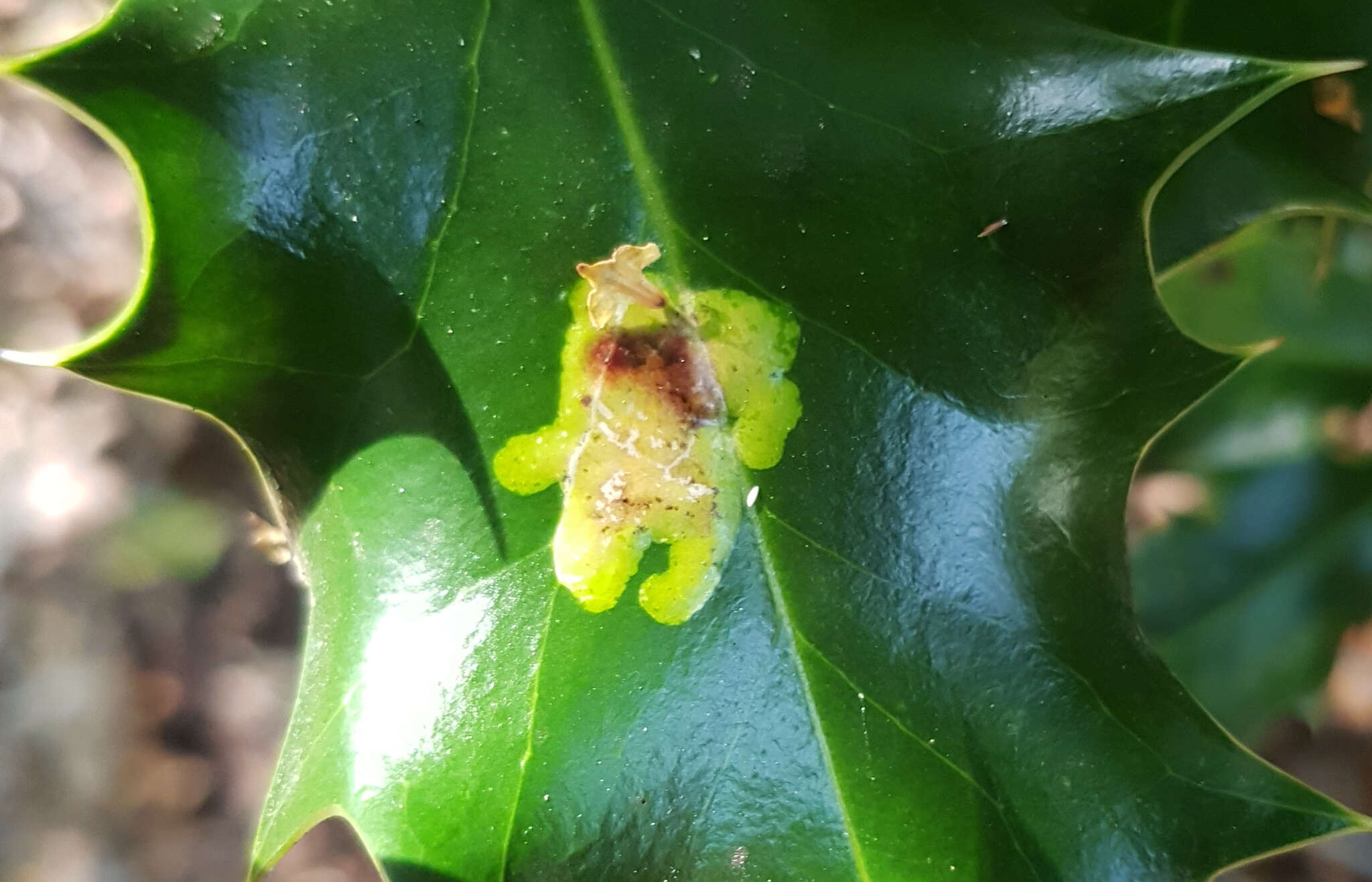 Image of European Holly Leafminer