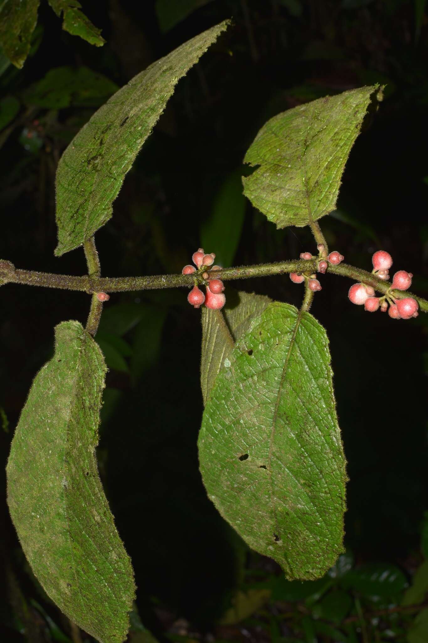 Image of Siparuna grandiflora (Kunth) Perkins