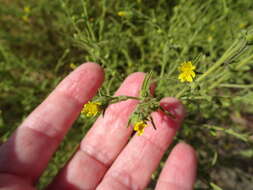 Image of stink aster