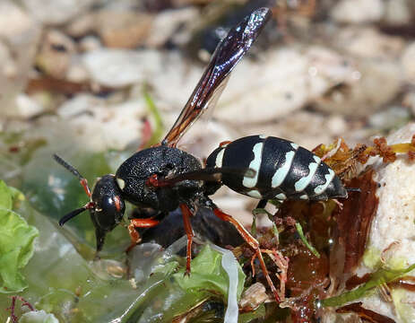 Image of Tropidodynerus interruptus (Brulle 1832)