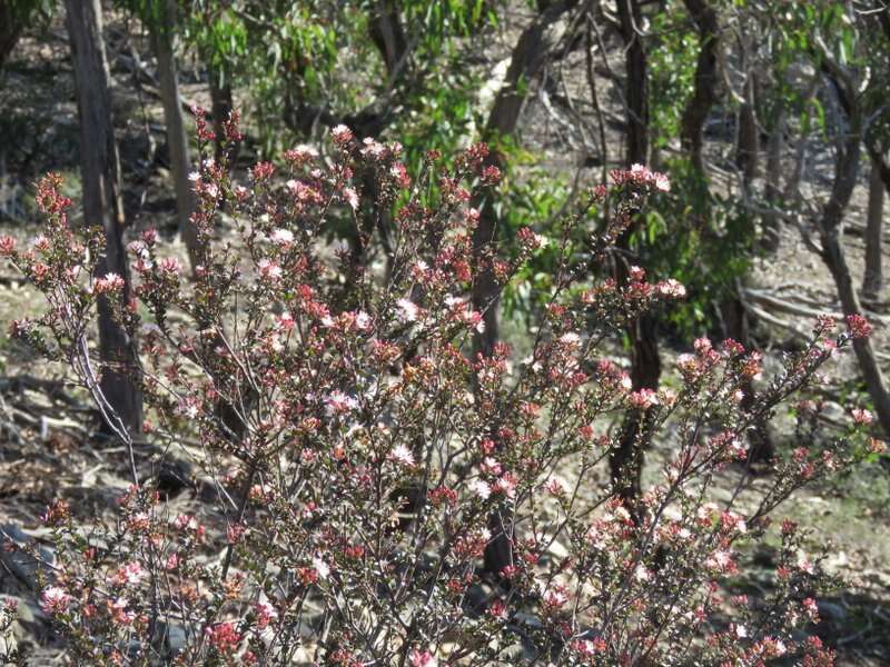 Image of Leionema lamprophyllum subsp. obovatum F. M. Anderson