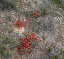 Image of Red Leschenaultia