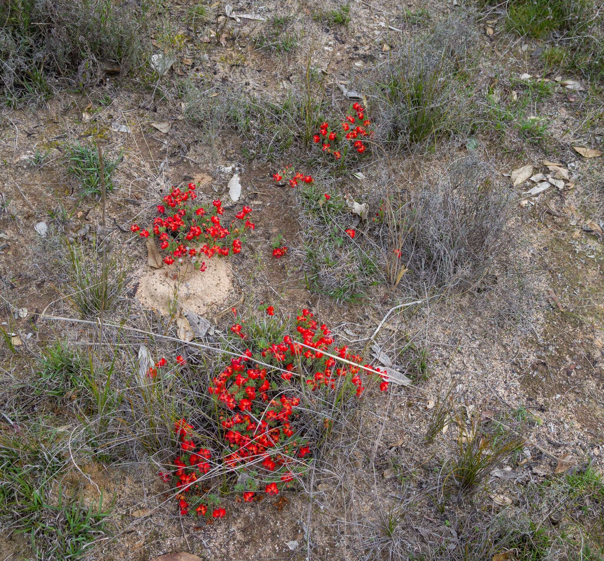 Image of Red Leschenaultia