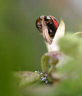 Image of Greenhouse orthezia