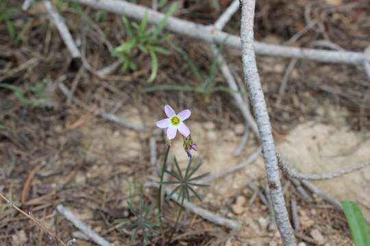 Plancia ëd Oxalis decaphylla Kunth