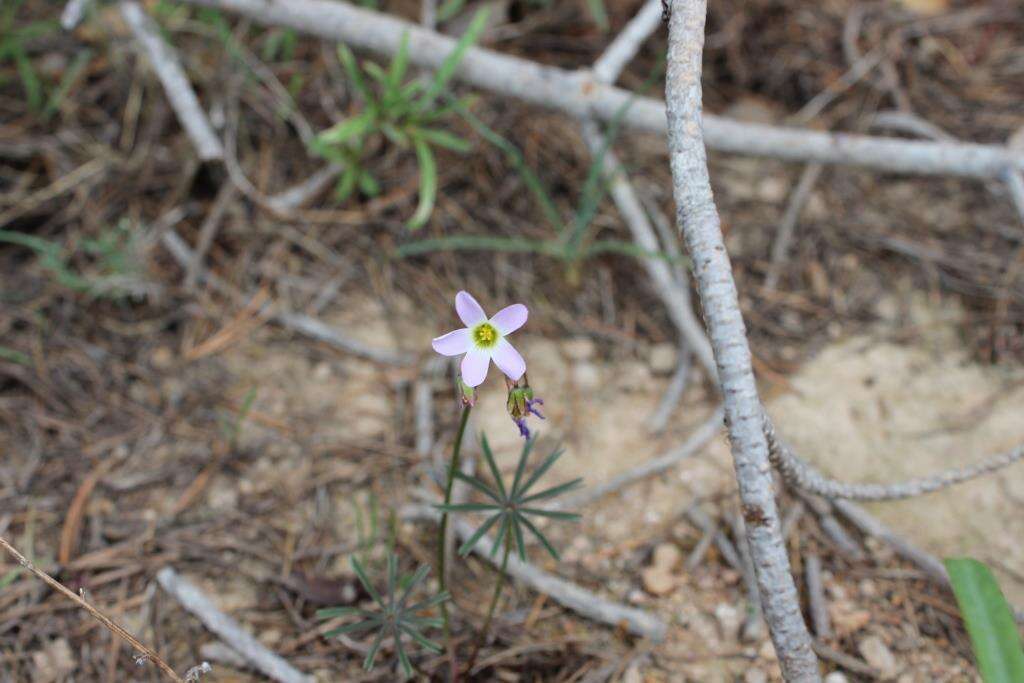 Plancia ëd Oxalis decaphylla Kunth