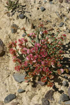 Image of Anabasis brevifolia C. A. Mey.