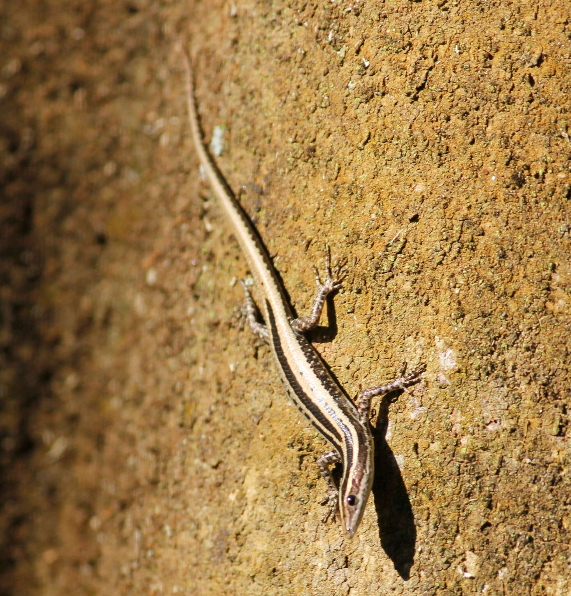 Cryptoblepharus balinensis Barbour 1911 resmi