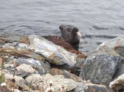 Image of Antarctic Giant-Petrel