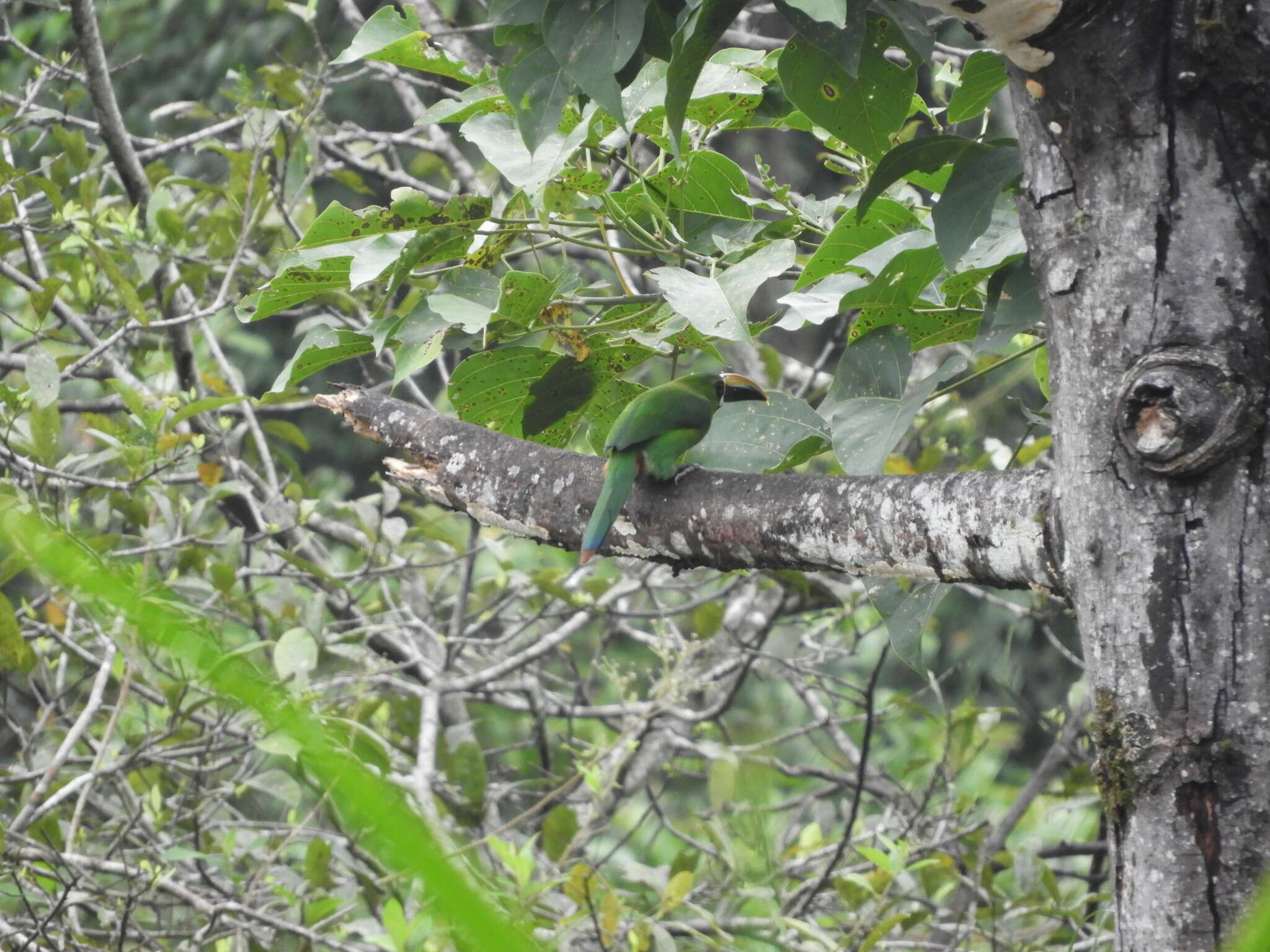 Imagem de Aulacorhynchus albivitta (Boissonneau 1840)