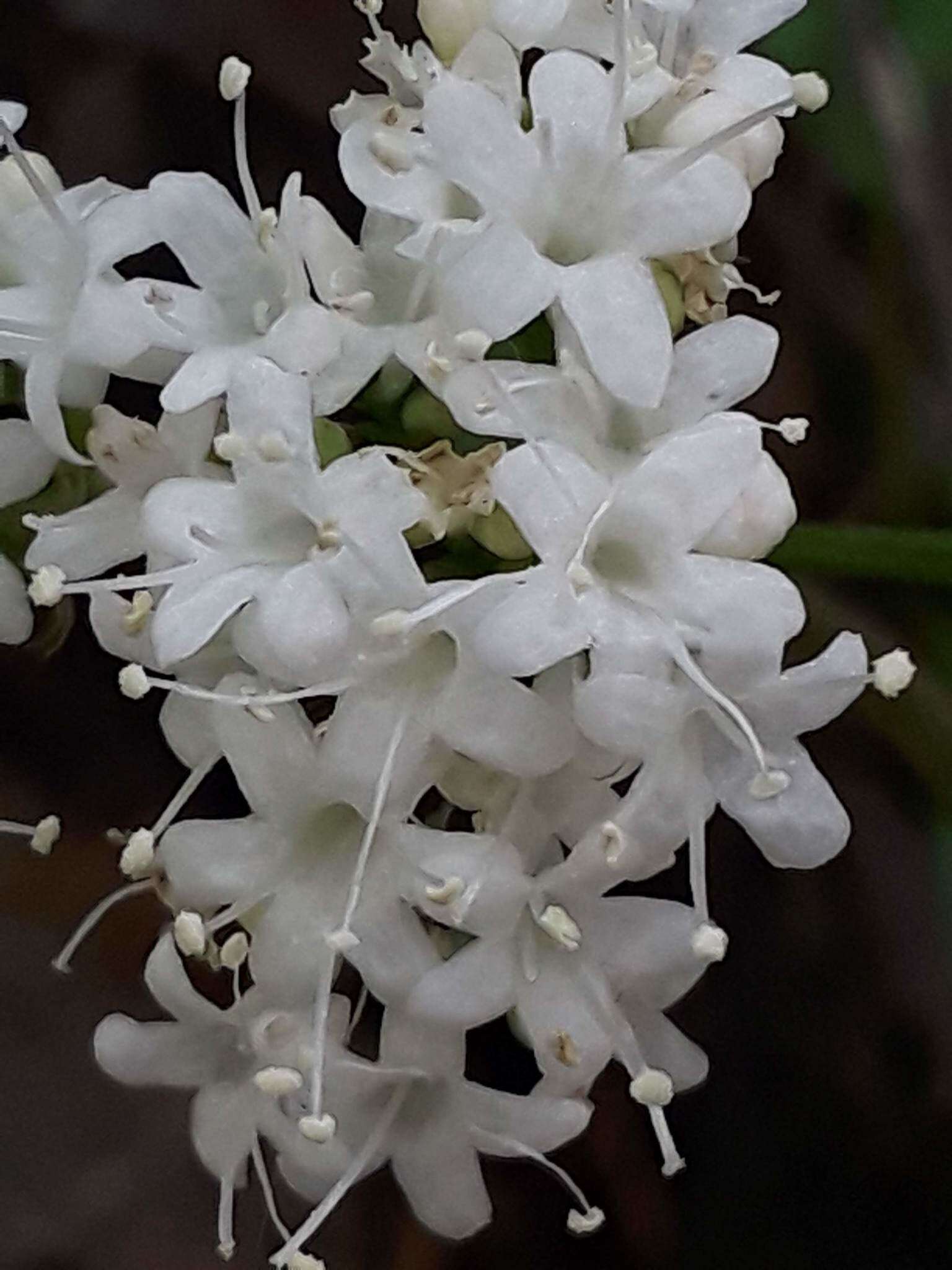 Image of hairyfruit valerian