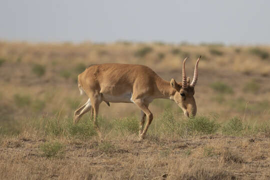 Image de Saiga Gray 1843