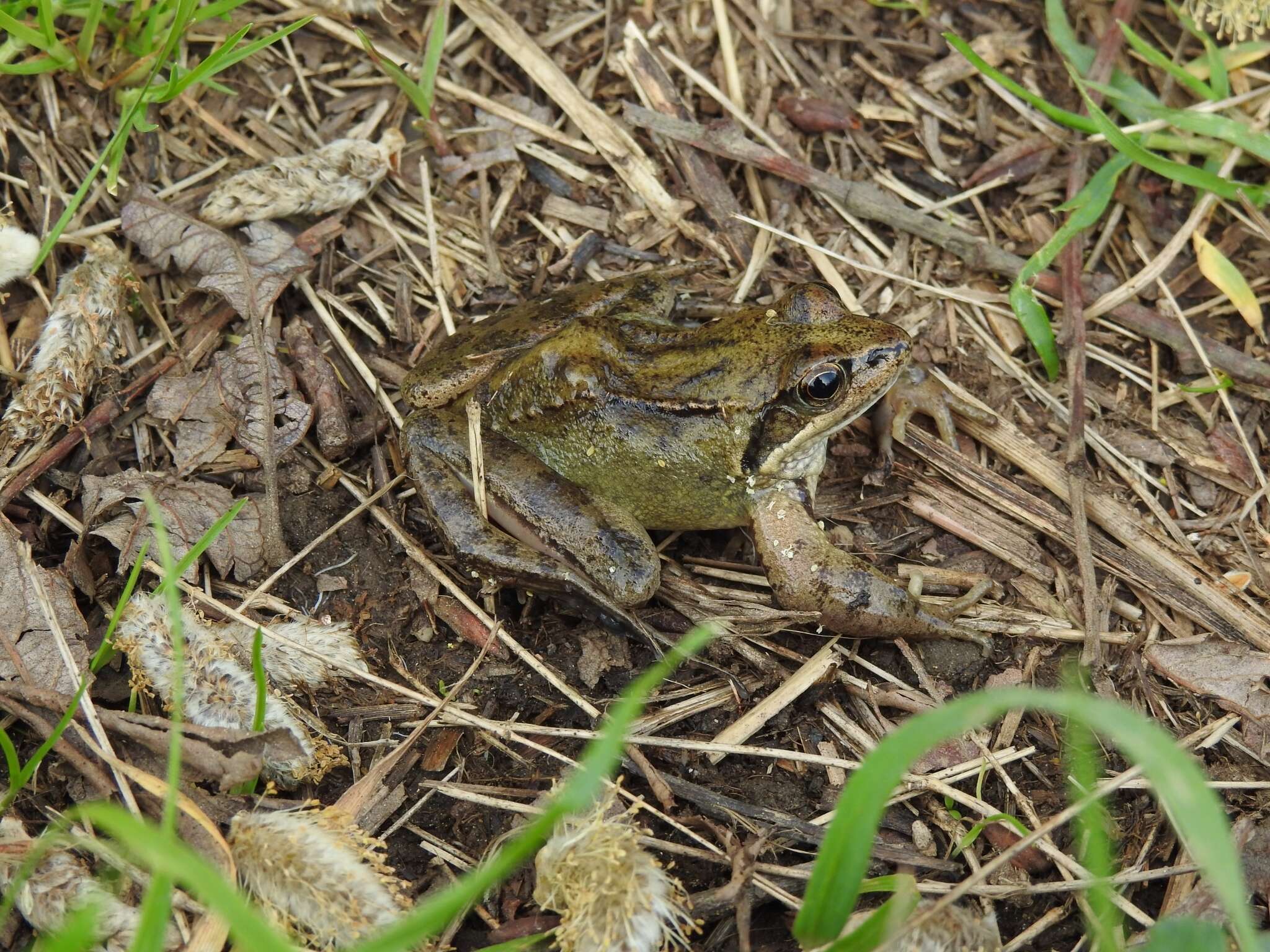 Image of Common frog