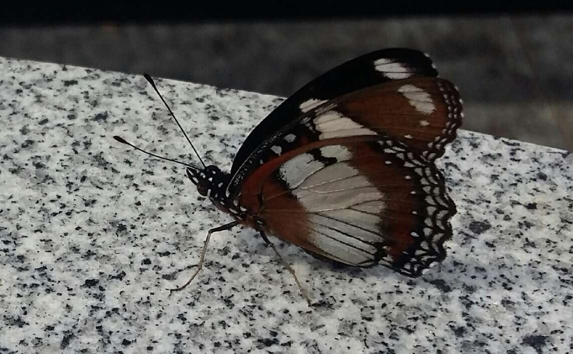 Image of False Plain Tiger