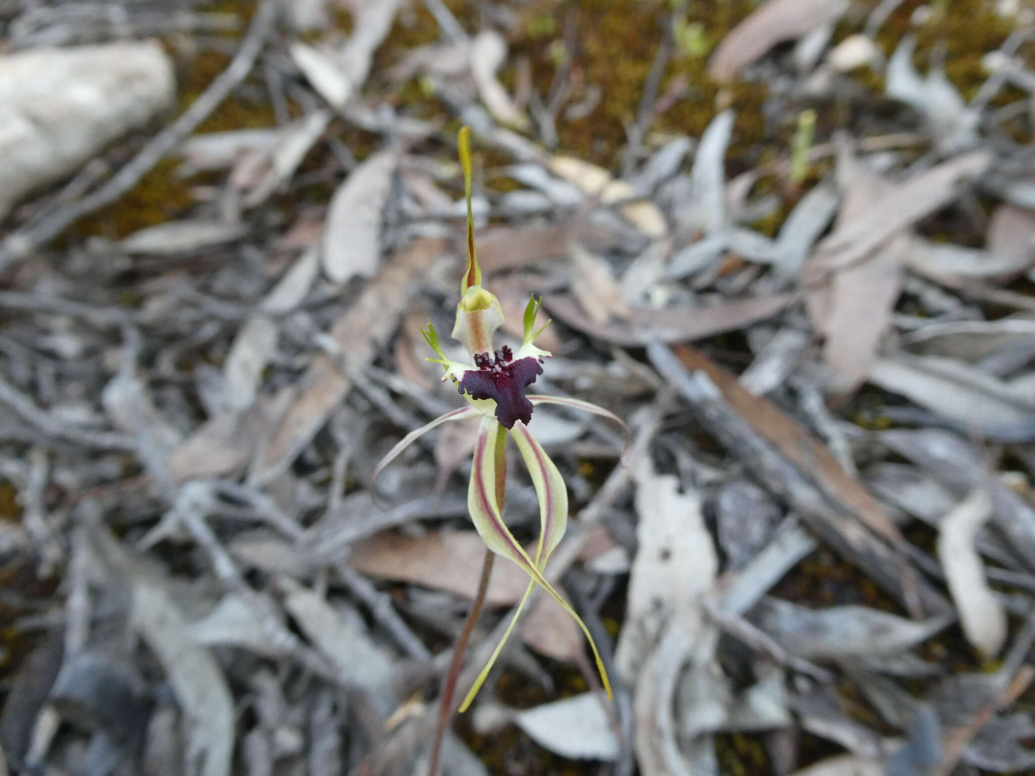 Image of Koppio spider orchid