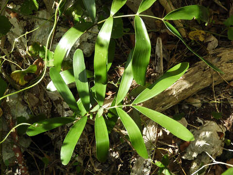 Image of Cycad