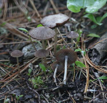 Image of Psathyrella panaeoloides (Maire) Arnolds 1982