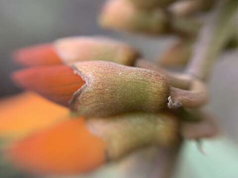 Image of Erythrina breviflora DC.