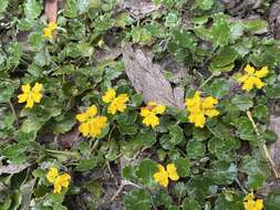 Image of Goodenia hederacea subsp. alpestris (K. Krause) R. Carolin