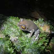 Image of Spotted Litter Frog