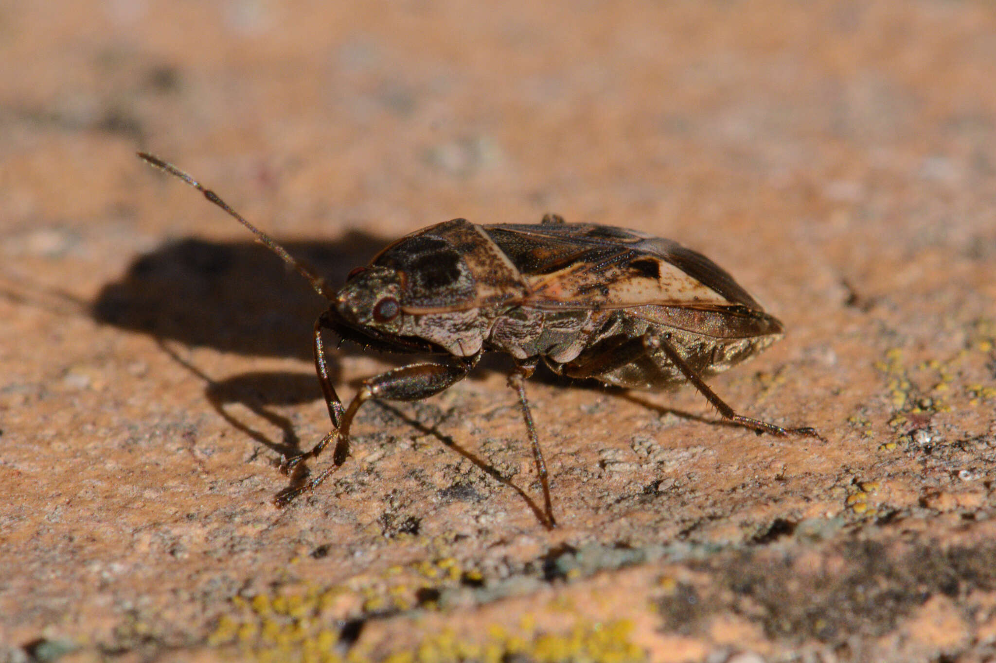 Image of Naphius apicalis (Dallas & W. S. 1852)