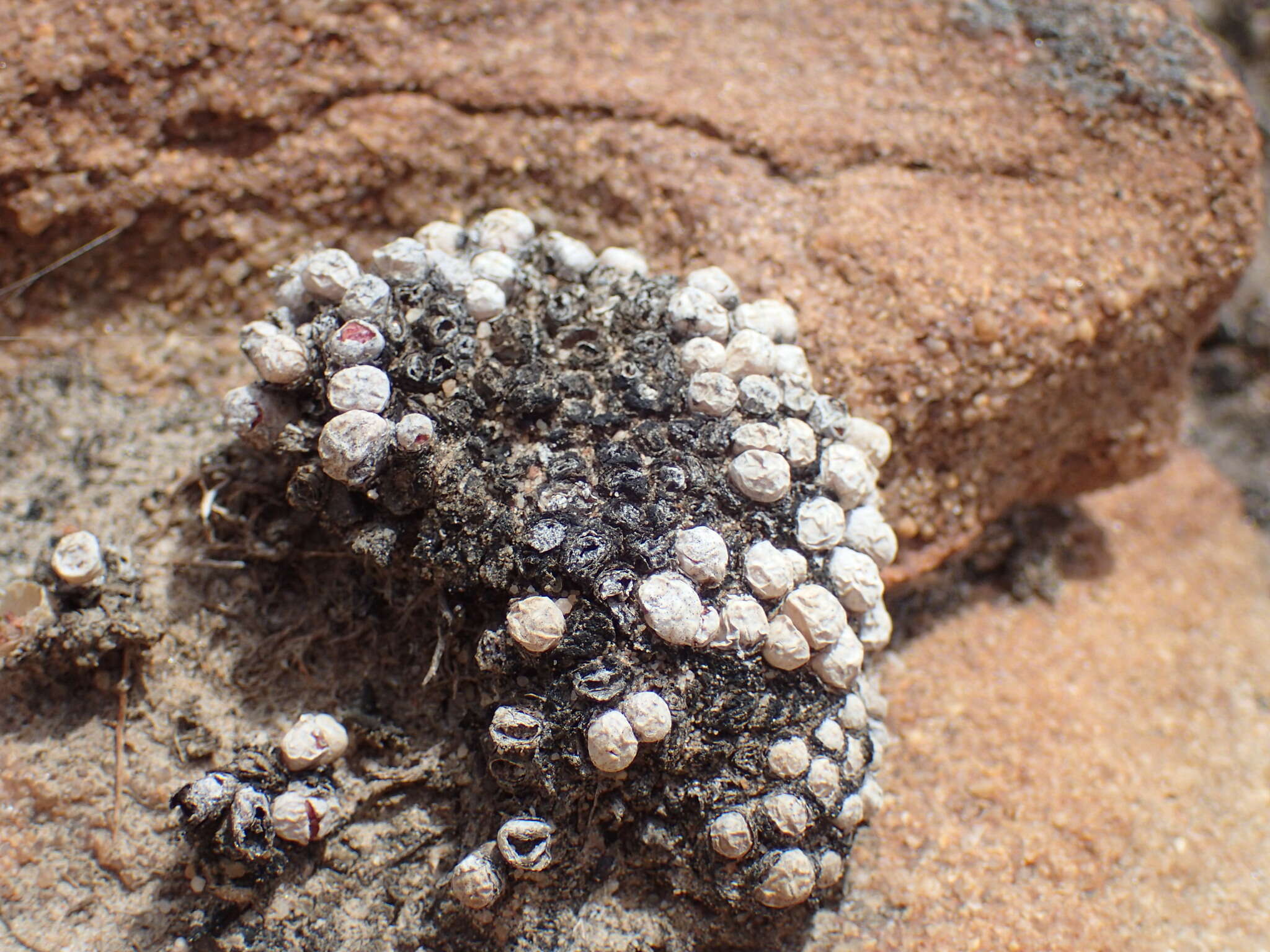 Image of Conophytum obcordellum subsp. rolfii (De Boer) S. A. Hammer