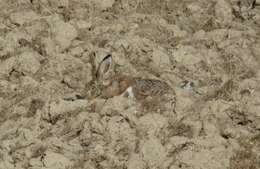 Image of Granada Hare