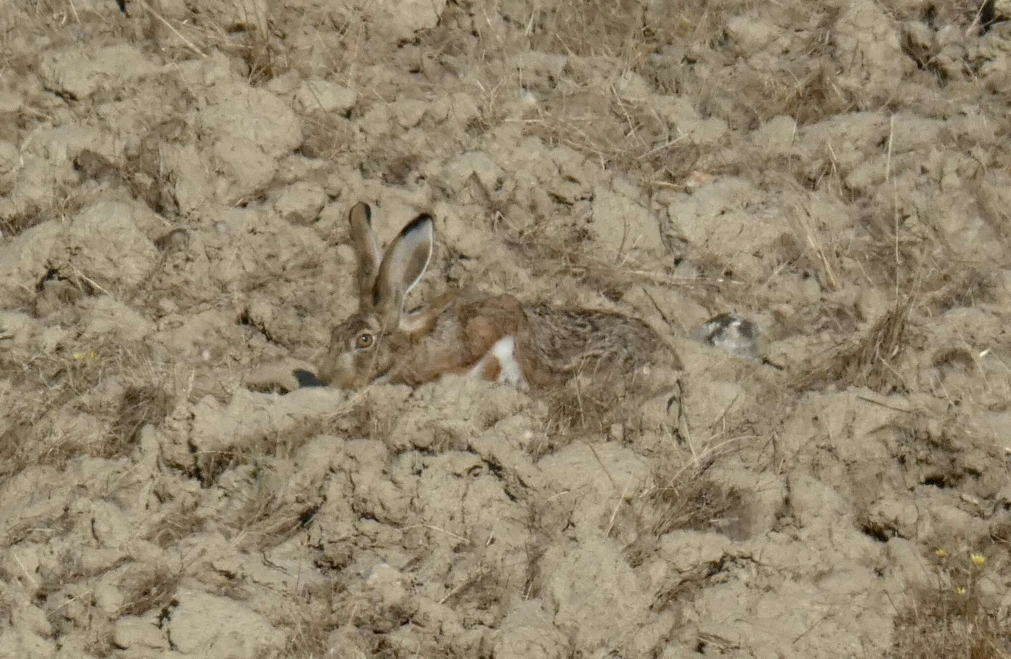 Image of Granada Hare