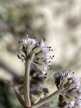 Image of bentonite desertparsley