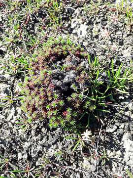 Image of Limonium kraussianum (Buchinger ex Boiss.) Kuntze