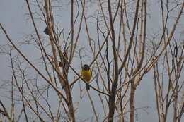 Image of Black-backed Grosbeak