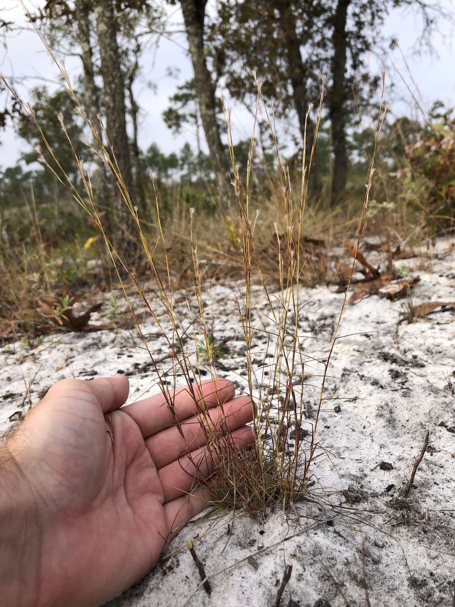 Schizachyrium niveum (Swallen) Gould resmi