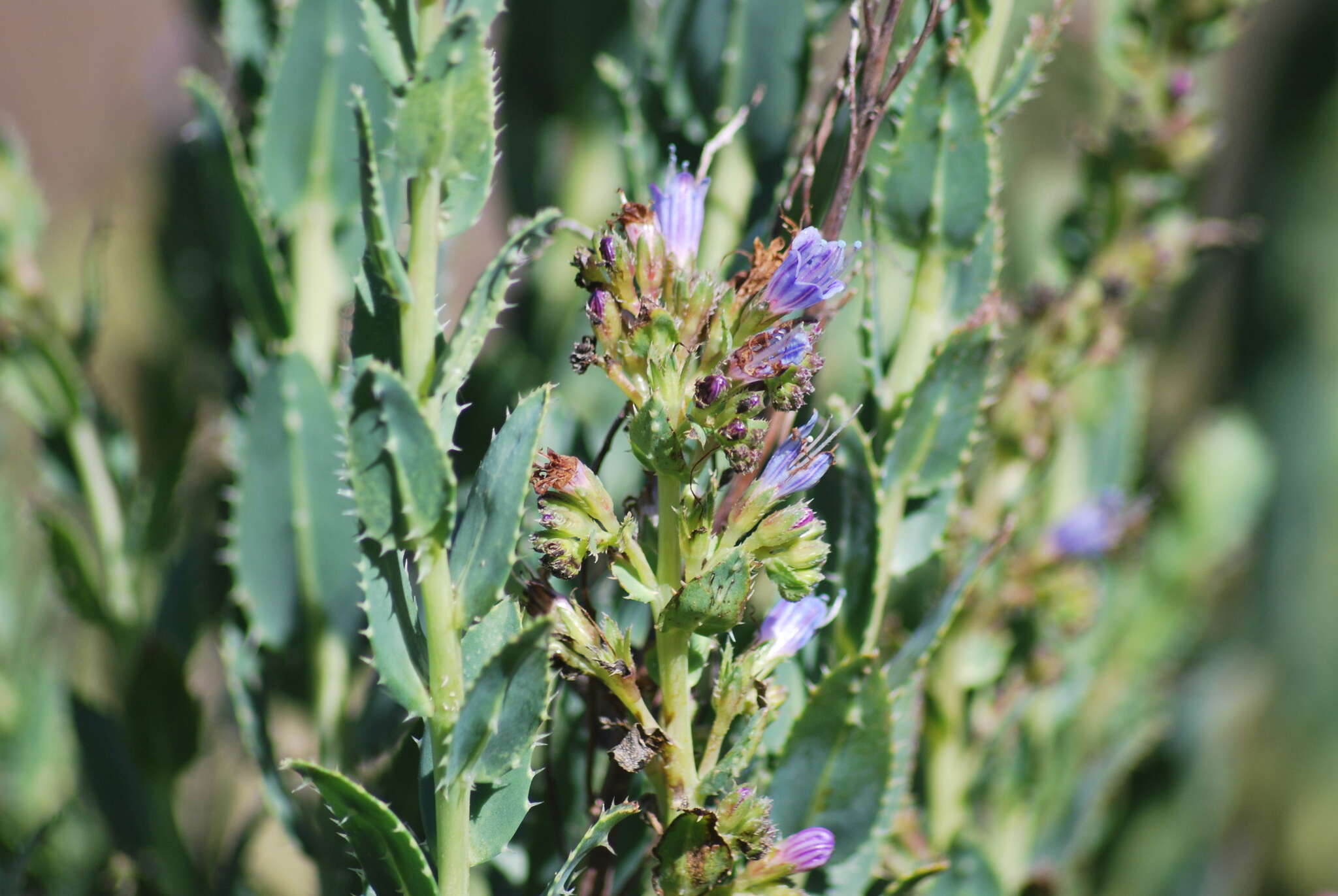 Lobostemon laevigatus (L.) Buek resmi