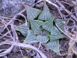 Слика од Haworthia pygmaea var. argenteomaculosa (G. G. Sm.) M. B. Bayer