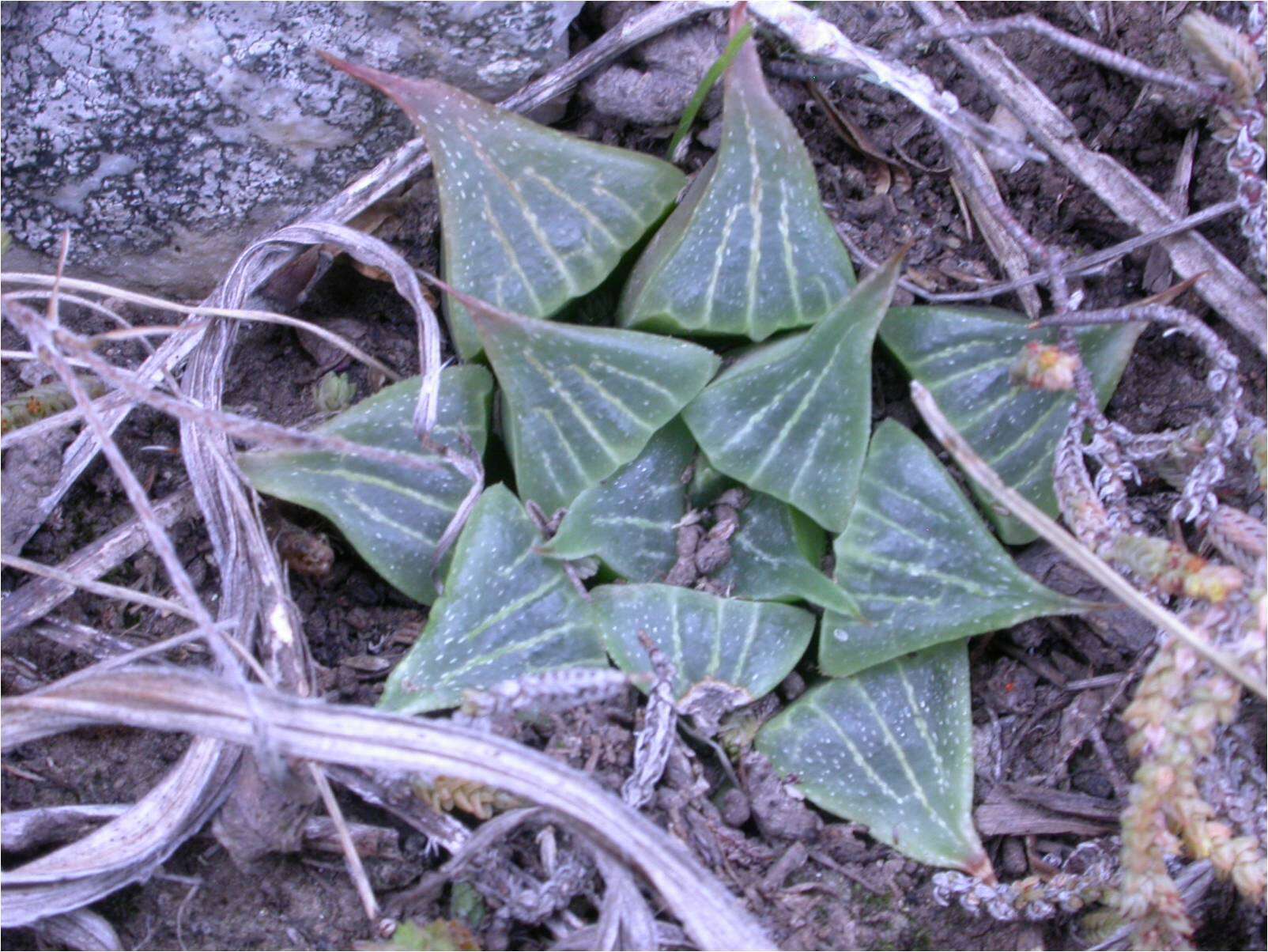 Слика од Haworthia pygmaea var. argenteomaculosa (G. G. Sm.) M. B. Bayer