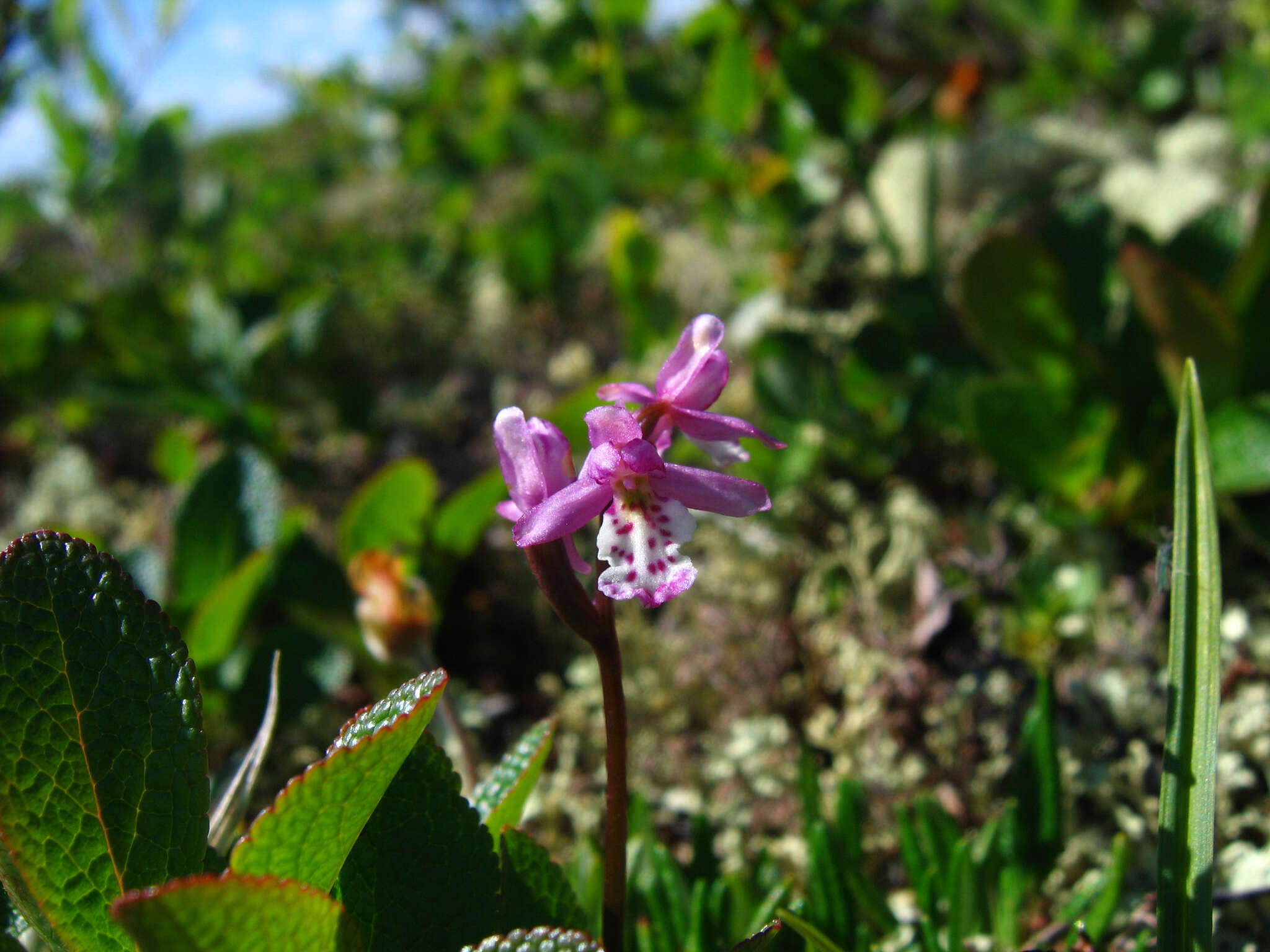 Galearis rotundifolia (Banks ex Pursh) R. M. Bateman resmi