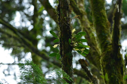 Bulbophyllum pectinatum Finet的圖片