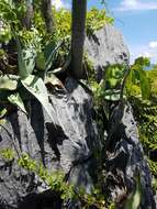 Image of Silvery agave