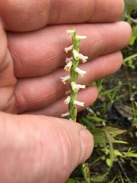 Image of Shining Ladies'-Tresses