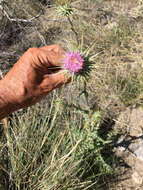 Imagem de Cirsium neomexicanum A. Gray