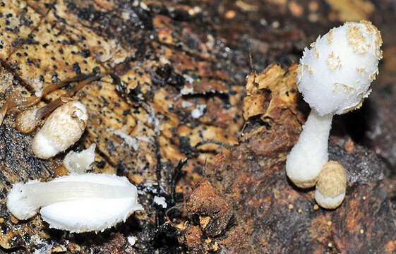 Coprinopsis tigrinella (Boud.) Redhead, Vilgalys & Moncalvo 2001的圖片