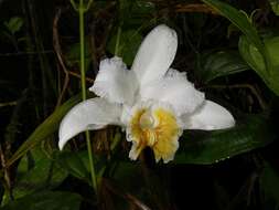 Image of Sobralia chrysostoma Dressler