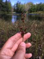 Image of Narrow-Panicle Rush