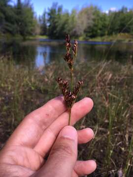 Image de Juncus brevicaudatus (Engelm.) Fern.