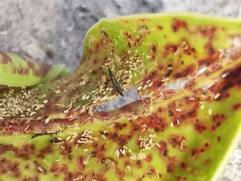 Image of Leaf-gall thrip