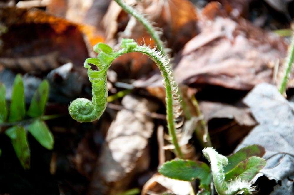 Plancia ëd Polystichum acrostichoides (Michx.) Schott