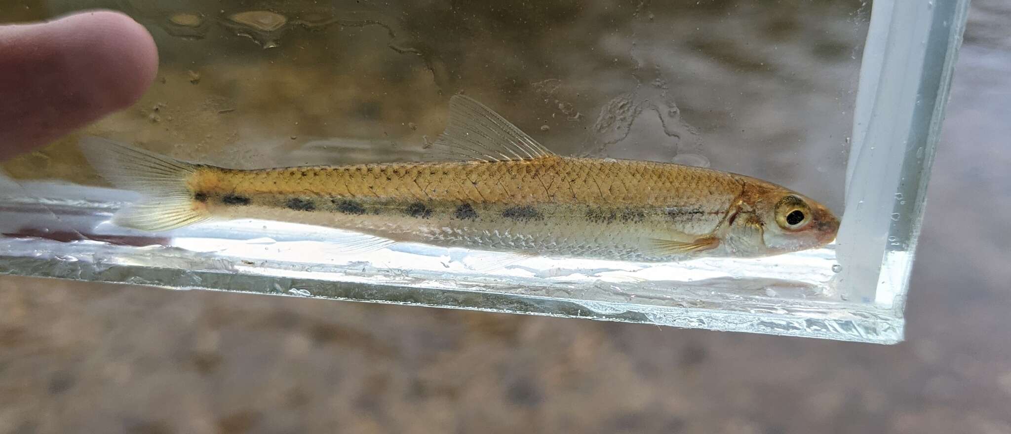 Image of Ozark chub